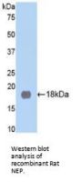Neprilysin / NEP (MME) Antibody