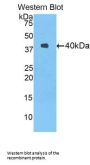 Delta Like Protein 4 (dLL4) Antibody