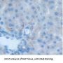 Delta Like Protein 4 (dLL4) Antibody