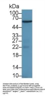 Prostaglandin G/H Synthase 1 (PTGS1) Antibody