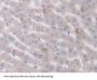 Prostaglandin G/H Synthase 1 (PTGS1) Antibody