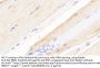 Neuromedin U (NMU) Antibody