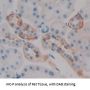 11 beta Hydroxysteroid Dehydrogenase Type 1 Antibody