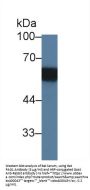 Phosphoprotein Associated With Glycosphingolipid Microdomains 1 (PAG1) Antibody