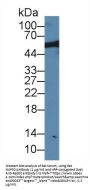 Nucleoporin 50 kDa (NUP50) Antibody