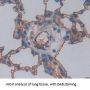 HLA Class II Histocompatibility Antigen Gamma Chain (CD74) Antibody