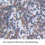 GRB2 Related Adaptor Protein 2 (GRAP2) Antibody