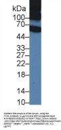 Inter Alpha-Globulin Inhibitor H1 (ITIH1) Antibody