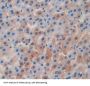 Inter Alpha-Globulin Inhibitor H1 (ITIH1) Antibody