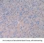 Cytoglobin Antibody
