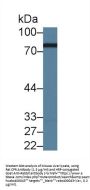 Cytochrome P450 Oxidoreductase (POR) Antibody