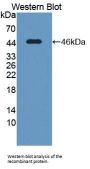Cytochrome P450 Oxidoreductase (POR) Antibody