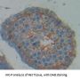 Cytochrome P450 Oxidoreductase (POR) Antibody
