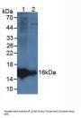 Lipocalin Like Protein 1 Antibody