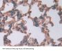 Lipocalin Like Protein 1 Antibody