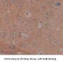Lipocalin Like Protein 1 Antibody