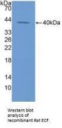 Eosinophil Chemotactic Factor (ECF) Antibody