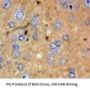 Eosinophil Chemotactic Factor (ECF) Antibody