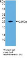 Erythropoietin (EPO) Antibody