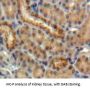 Erythropoietin (EPO) Antibody
