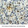 Colony Stimulating Factor 2, Granulocyte Macrophage (GMCSF) Antibody
