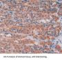 Growth Arrest Specific Protein 6 (GAS6) Antibody