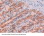 Growth Arrest Specific Protein 6 (GAS6) Antibody