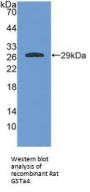 Glutathione S Transferase alpha 4 Antibody