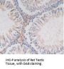 Glutathione S Transferase alpha 4 Antibody