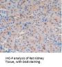 Glutathione S Transferase alpha 4 Antibody