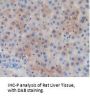 Glutathione S Transferase alpha 4 Antibody