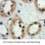 Polymeric Immunoglobulin Receptor (PIGR) Antibody