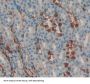 Interleukin 33 (IL33) Antibody