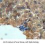 Somatotropin / Growth Hormone (GH1) Antibody