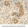 Growth Differentiation Factor 9 (GDF9) Antibody