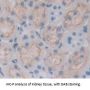 Nicotinamide Adenine Dinucleotide Phosphate Oxidase 3 (NOX3) Antibody