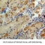 Glucagon Antibody