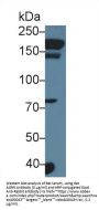 Agrin (AGRN) Antibody