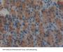 Agrin (AGRN) Antibody