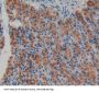 Agrin (AGRN) Antibody