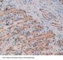 Complement Component 8b Antibody