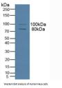 Microtubule Associated Protein 4 (MAP4) Antibody
