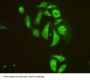 Microtubule Associated Protein 4 (MAP4) Antibody