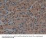 Epiregulin (EREG) Antibody