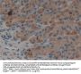 Epiregulin (EREG) Antibody