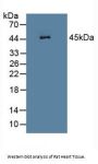 Leukocyte Elastase Inhibitor (SERPINB1) Antibody