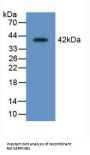 Leukocyte Elastase Inhibitor (SERPINB1) Antibody