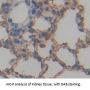 Notch Homolog 4 Antibody