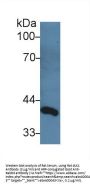 Delta Like 1 Homolog (dLK1) Antibody