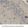 Delta Like 1 Homolog (dLK1) Antibody